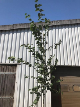 Mongolische Linde "Buda" ( Tilia mongolica "Buda") Großcontainer Hochstamm 4 m